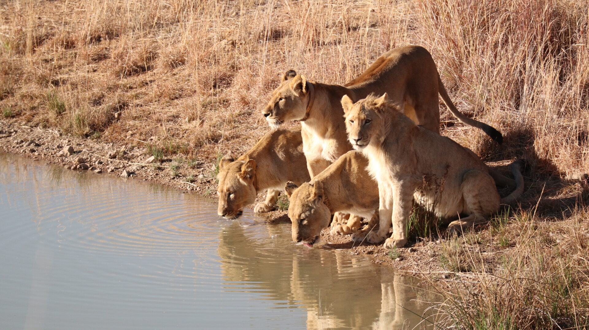 Do Lions Like Water