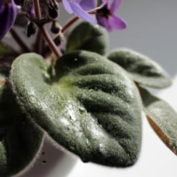 How Often To Water African Violets