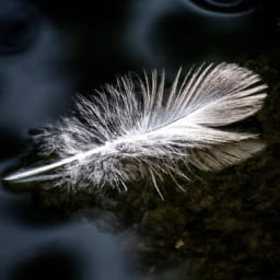 A Feather On The Water