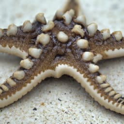 How Long Can A Starfish Live Out Of Water