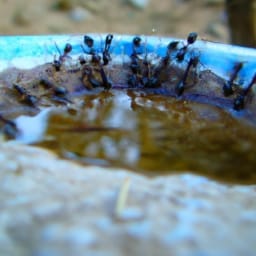 Do Ants Drink Water