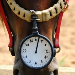 How Long Can A Horse Go Without Water