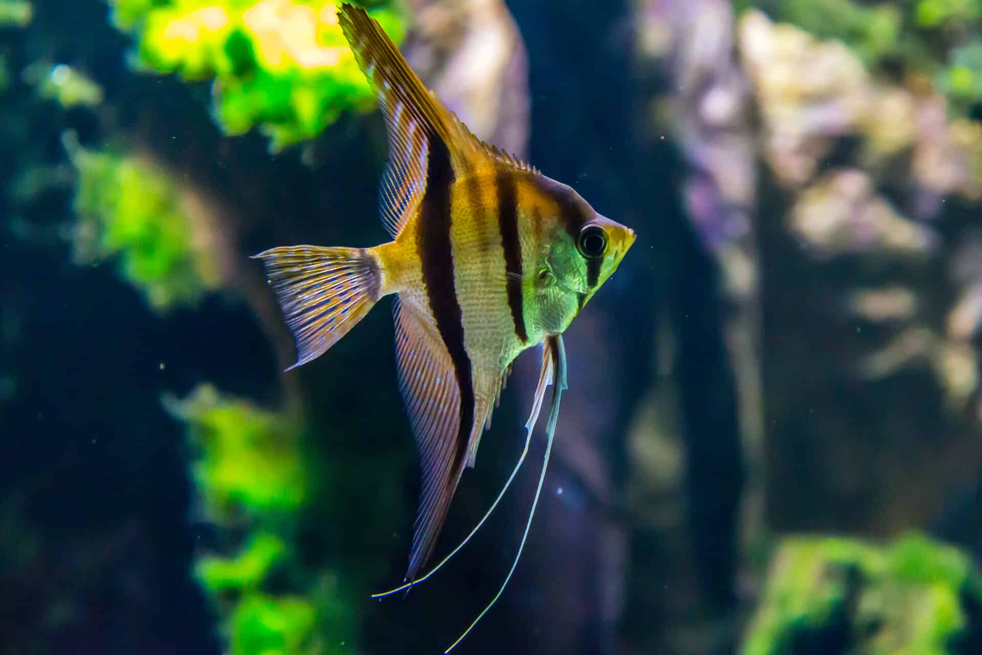 Can You Put Distilled Water In A Fish Tank