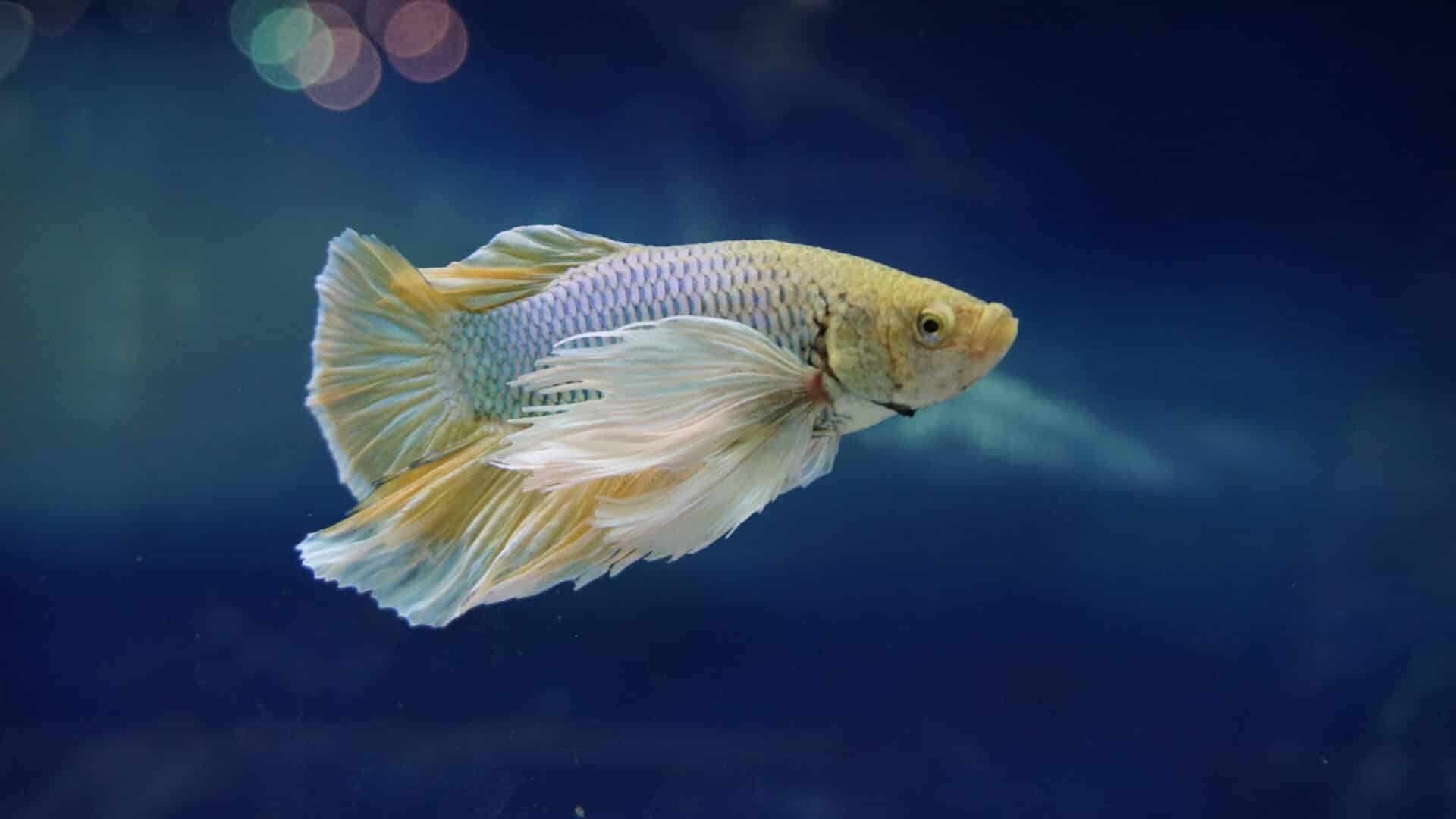 can-you-use-distilled-water-for-a-betta-fish