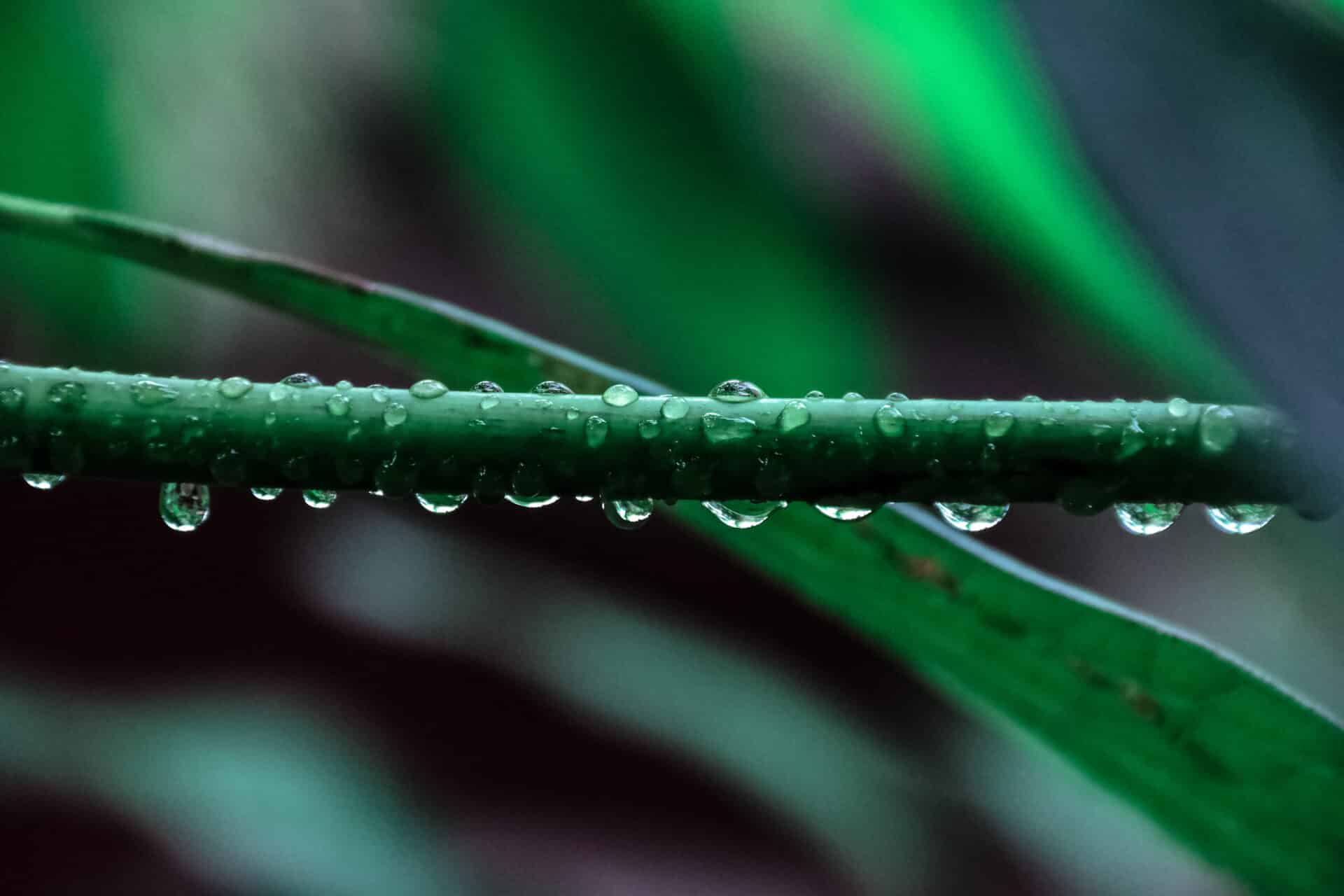 does-distilled-vinegar-kill-weeds