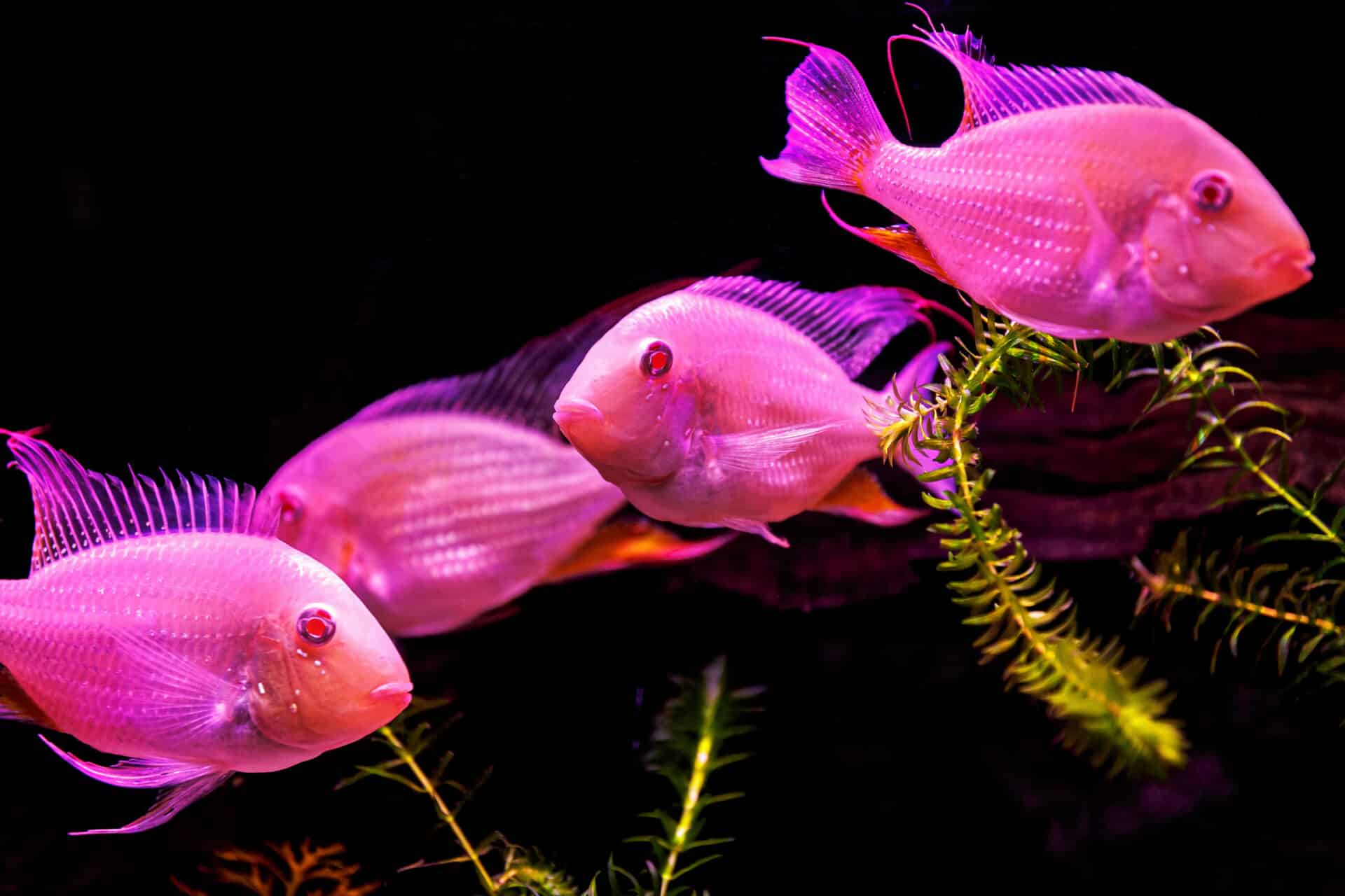 Can I Use Distilled Water In A Fish Tank
