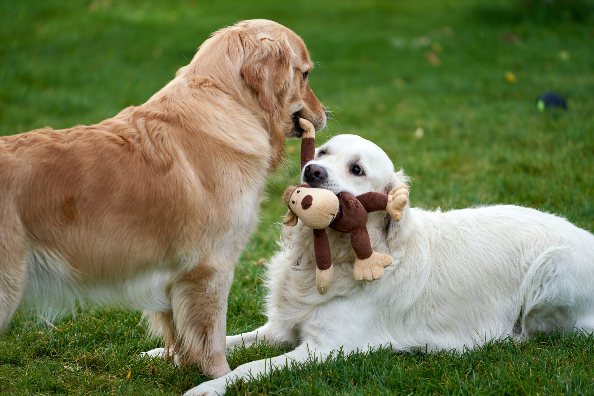 is-distilled-white-vinegar-safe-for-dogs