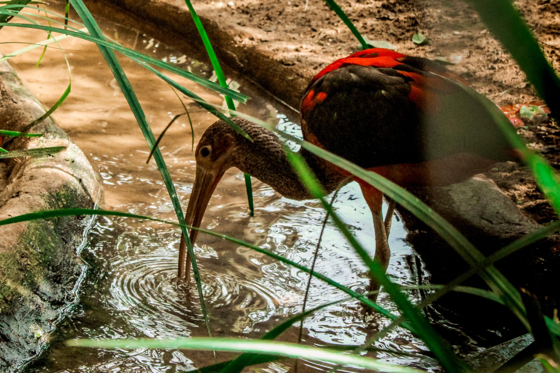 how-long-does-it-take-to-pee-after-drinking-water
